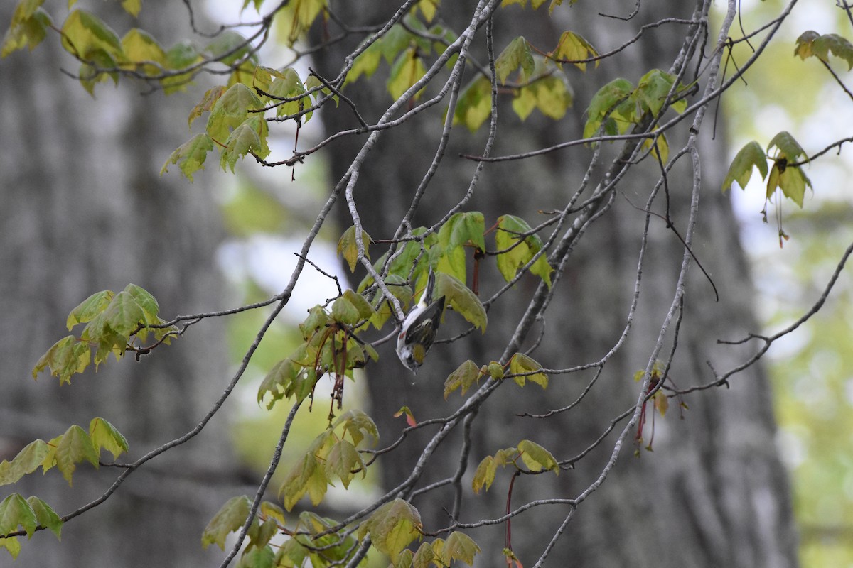 Chestnut-sided Warbler - ML161697051