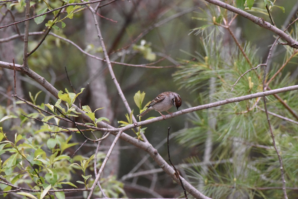 Chipping Sparrow - ML161697211
