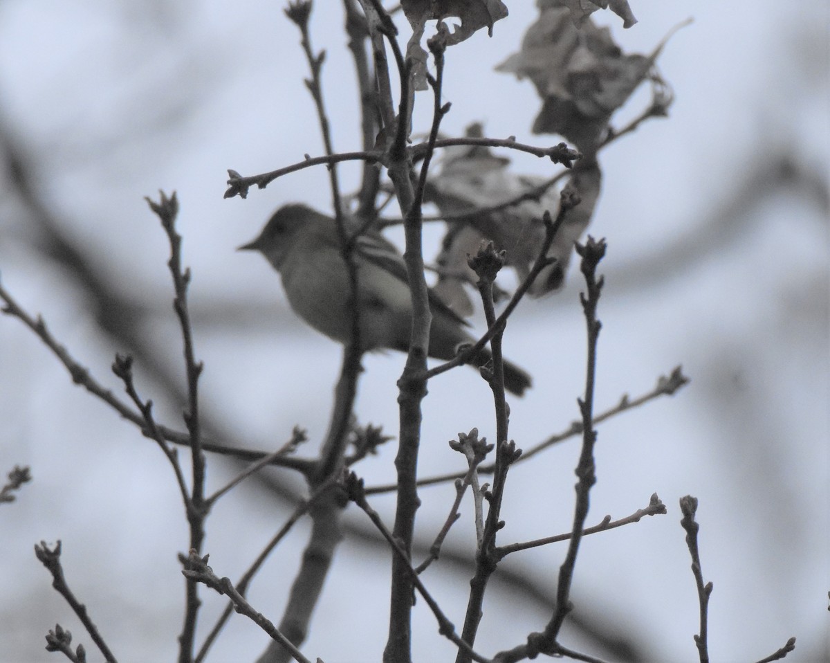 Least Flycatcher - ML161697691