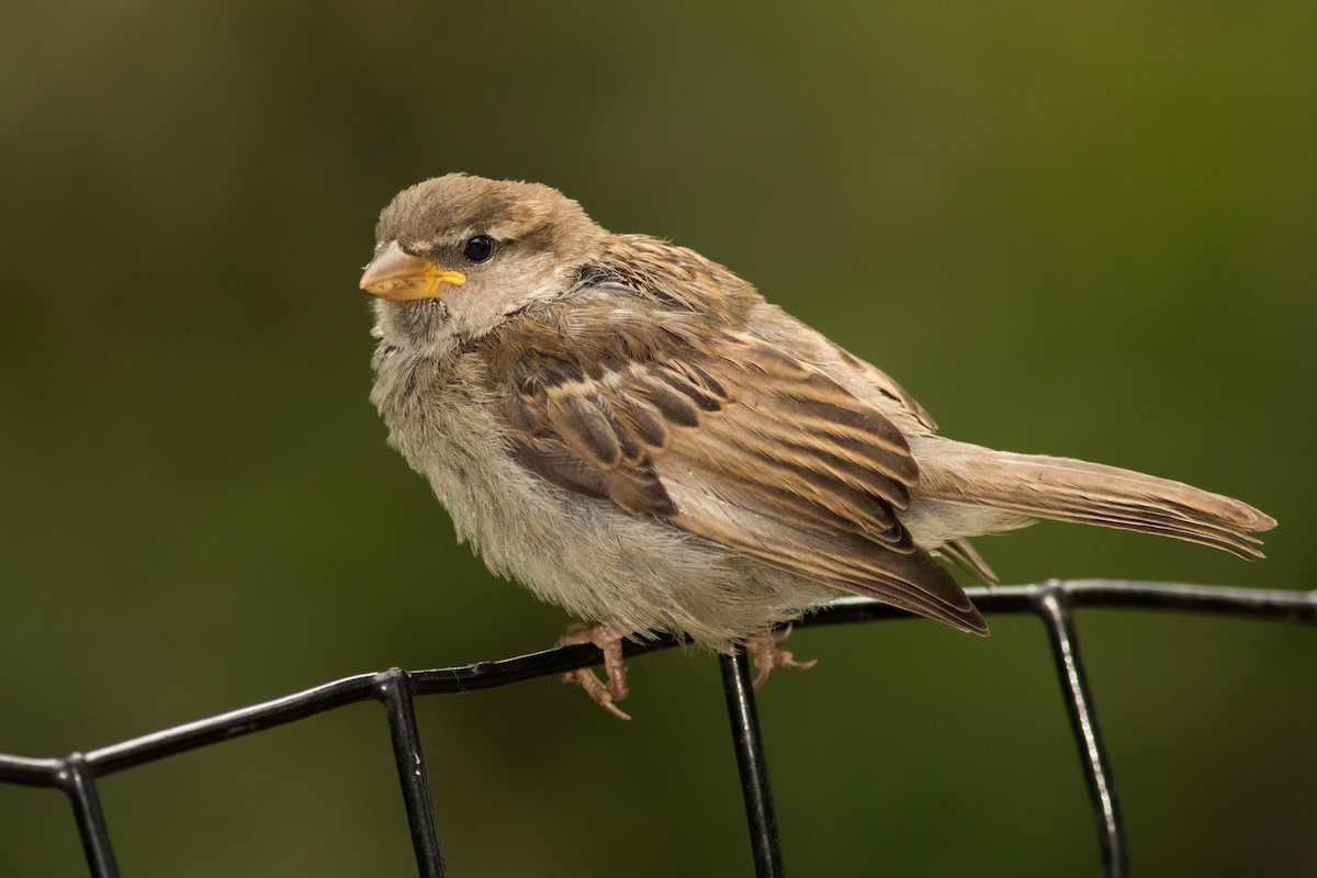 House Sparrow - August Davidson-Onsgard