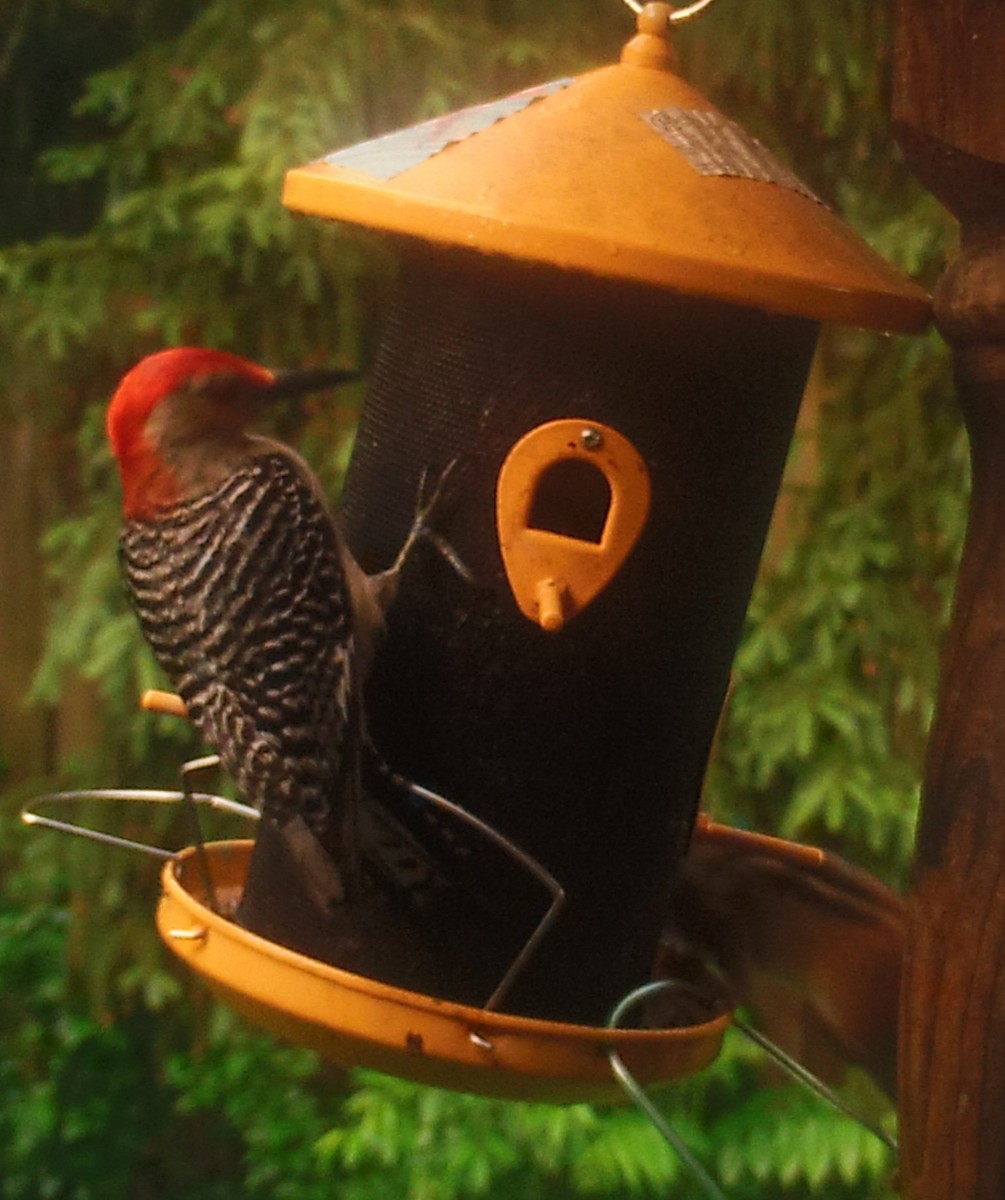 Red-bellied Woodpecker - ML161703511