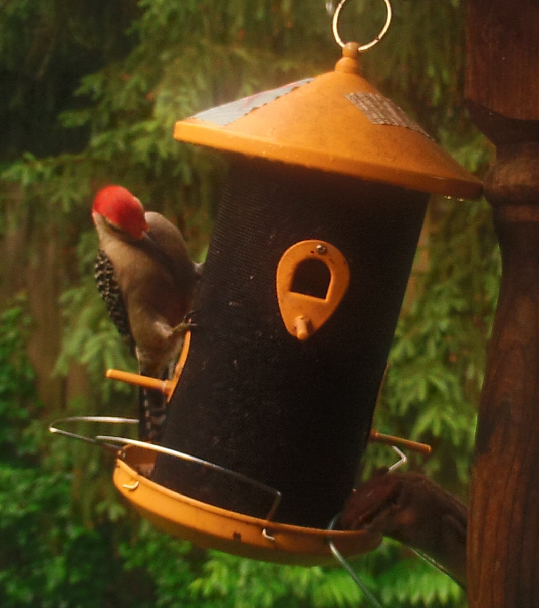 Red-bellied Woodpecker - ML161703521