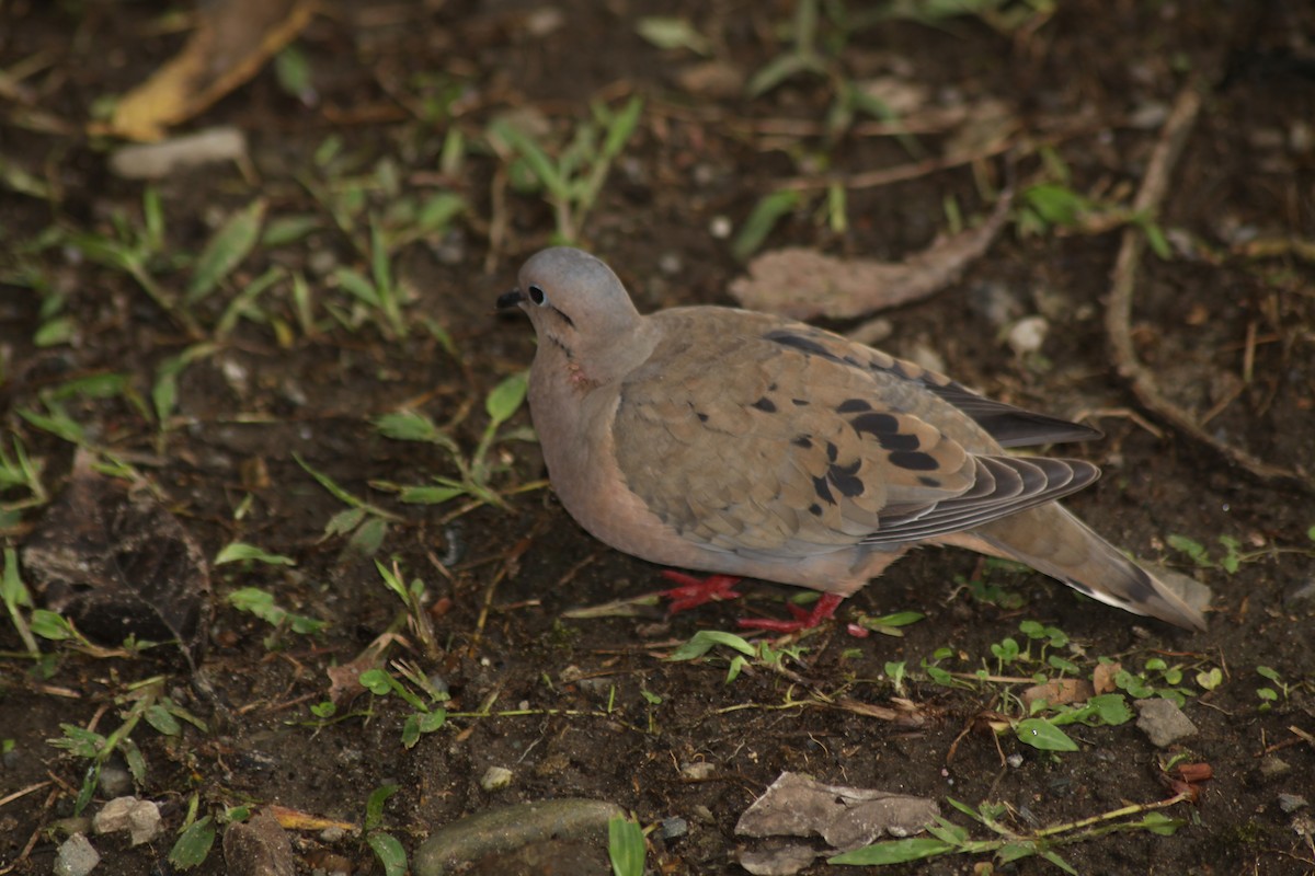 Eared Dove - ML161704721