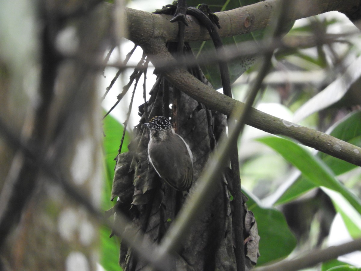 Grayish Piculet - ML161704911