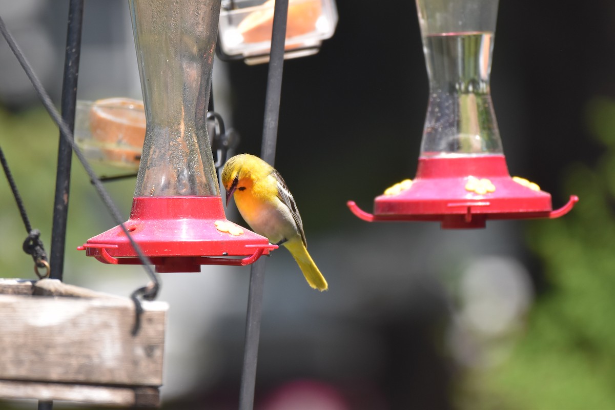 Bullock's Oriole - ML161705111