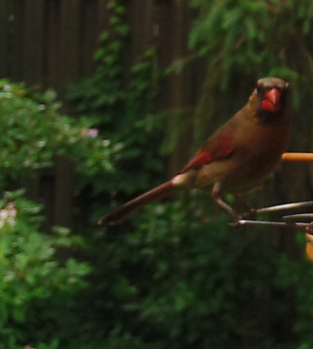 Northern Cardinal - ML161705561