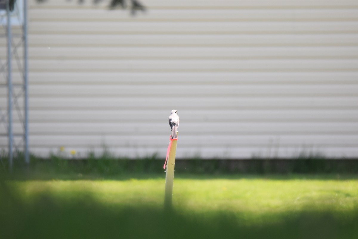 Northern Mockingbird - ML161706061