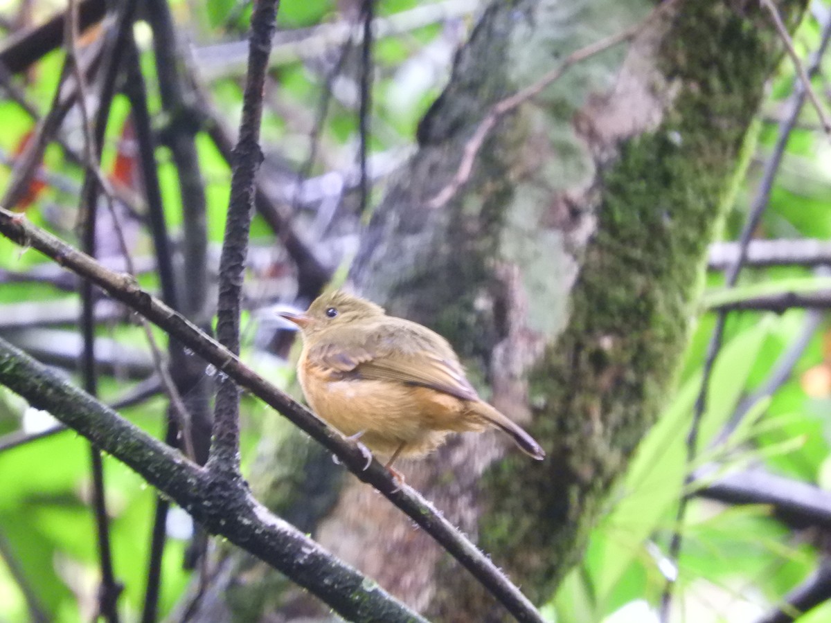 Ochre-bellied Flycatcher - ML161706121