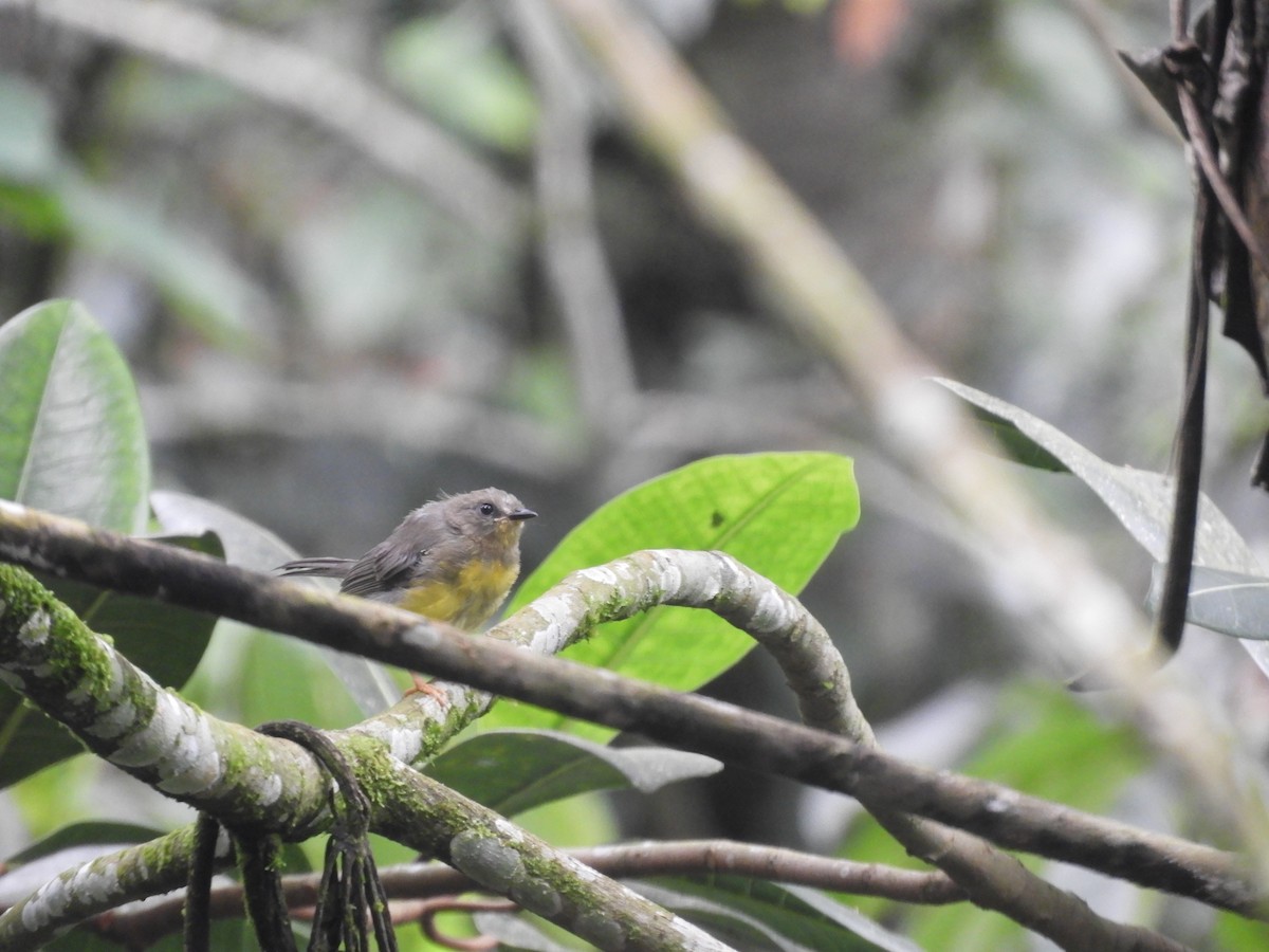 Golden-crowned Warbler - ML161706641