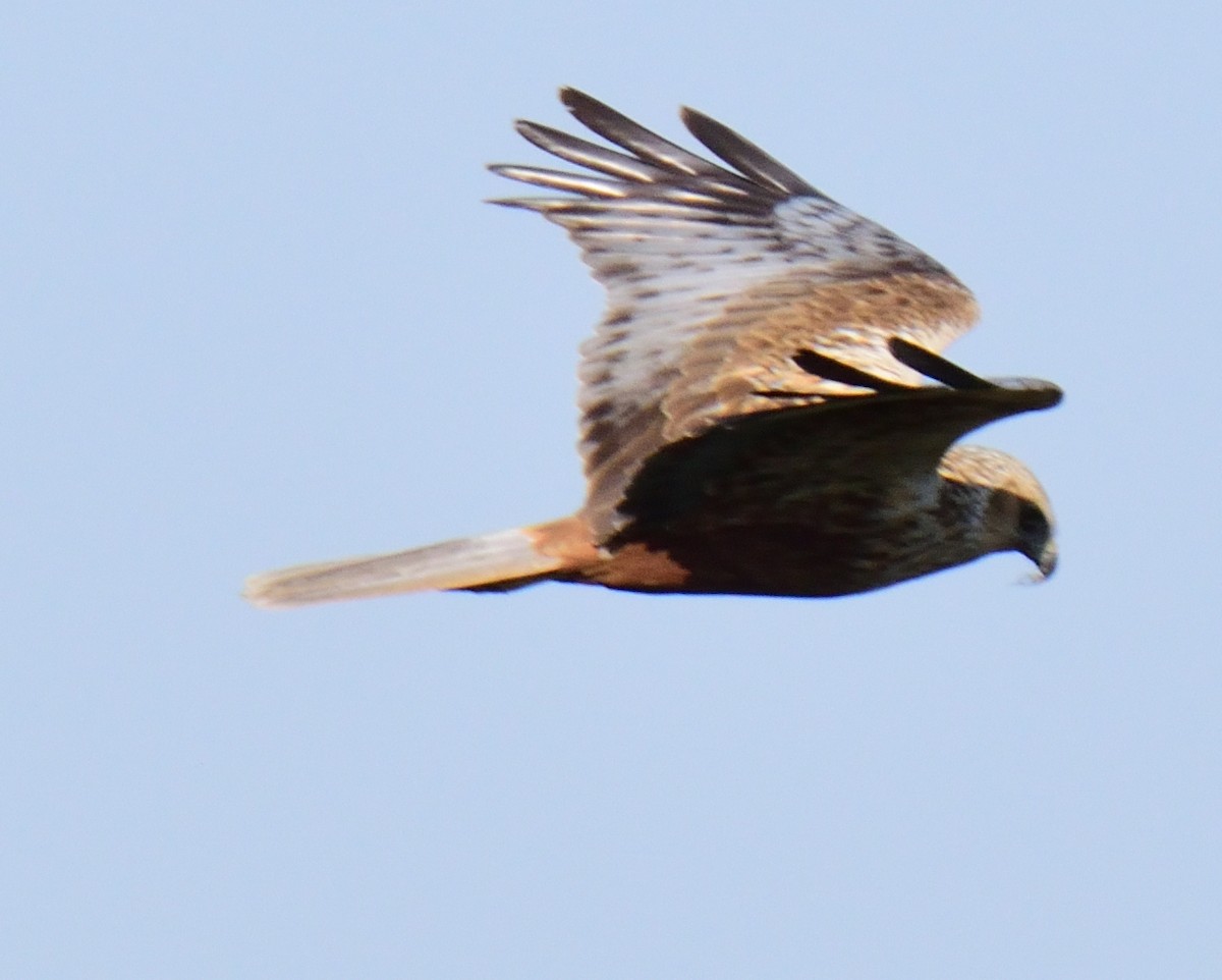 Western Marsh Harrier - ML161709511