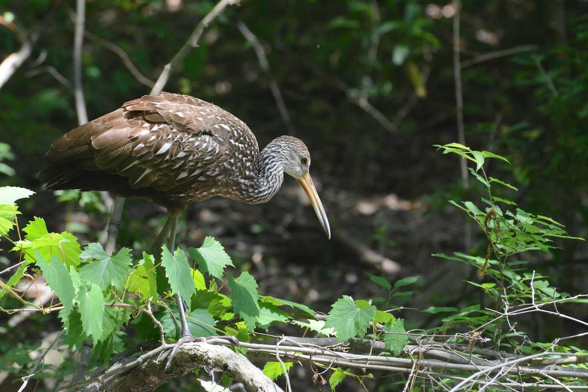 Limpkin - ML161711791