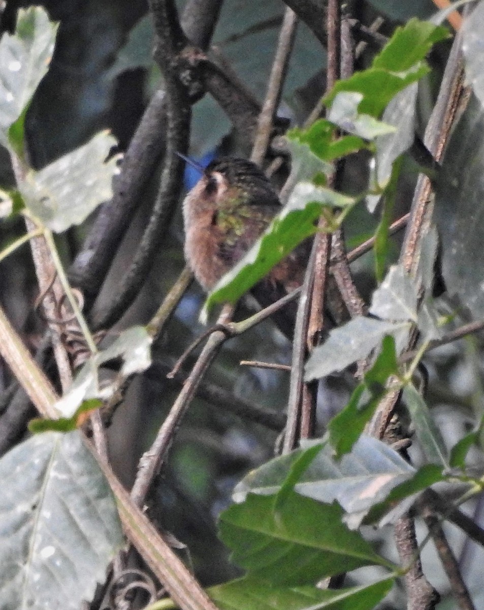 Speckled Hummingbird - Hugo Hulsberg