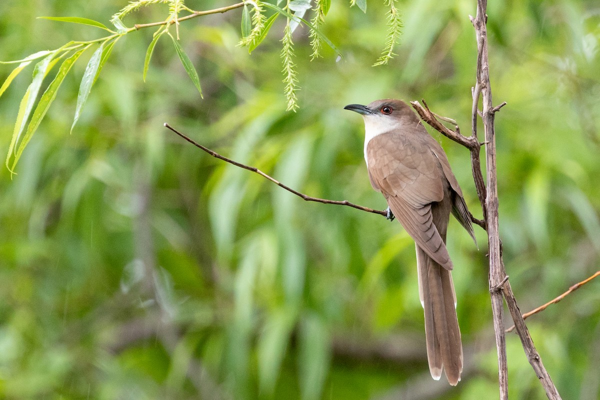 Black-billed Cuckoo - Tony Dvorak