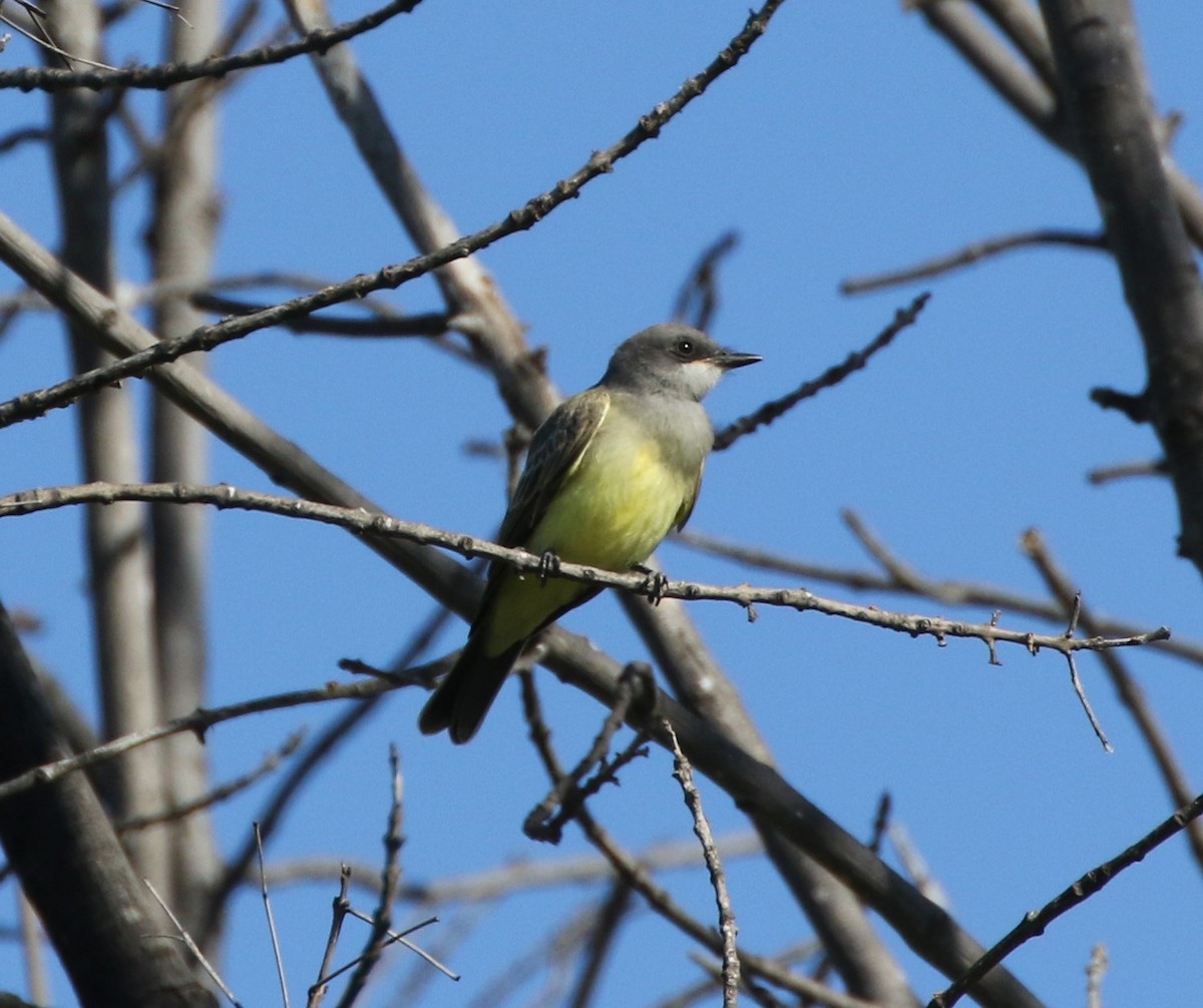 Cassin's Kingbird - Mike "mlovest" Miller