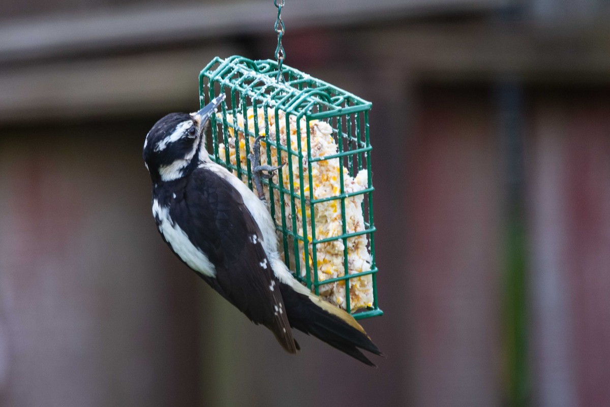 Hairy Woodpecker - ML161714571