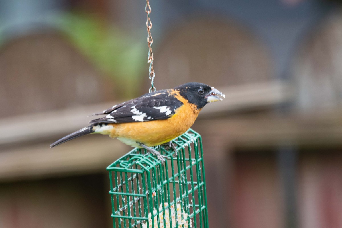 Black-headed Grosbeak - ML161715351