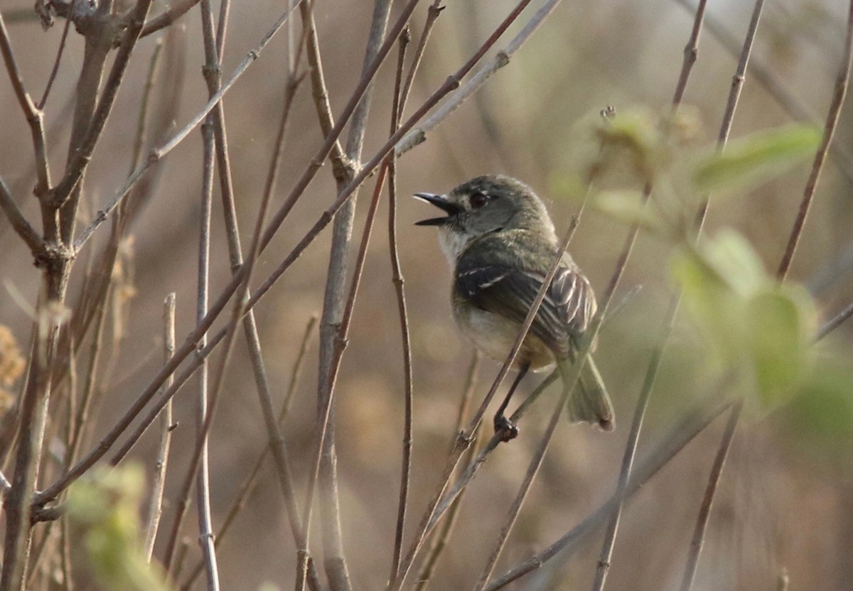 Dwarf Vireo - Eric Antonio Martinez