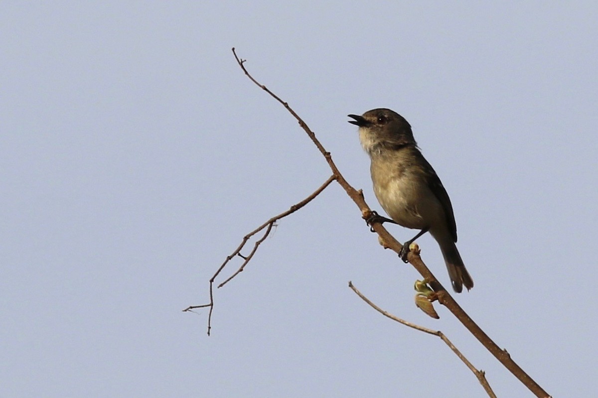 Dwarf Vireo - Eric Antonio Martinez