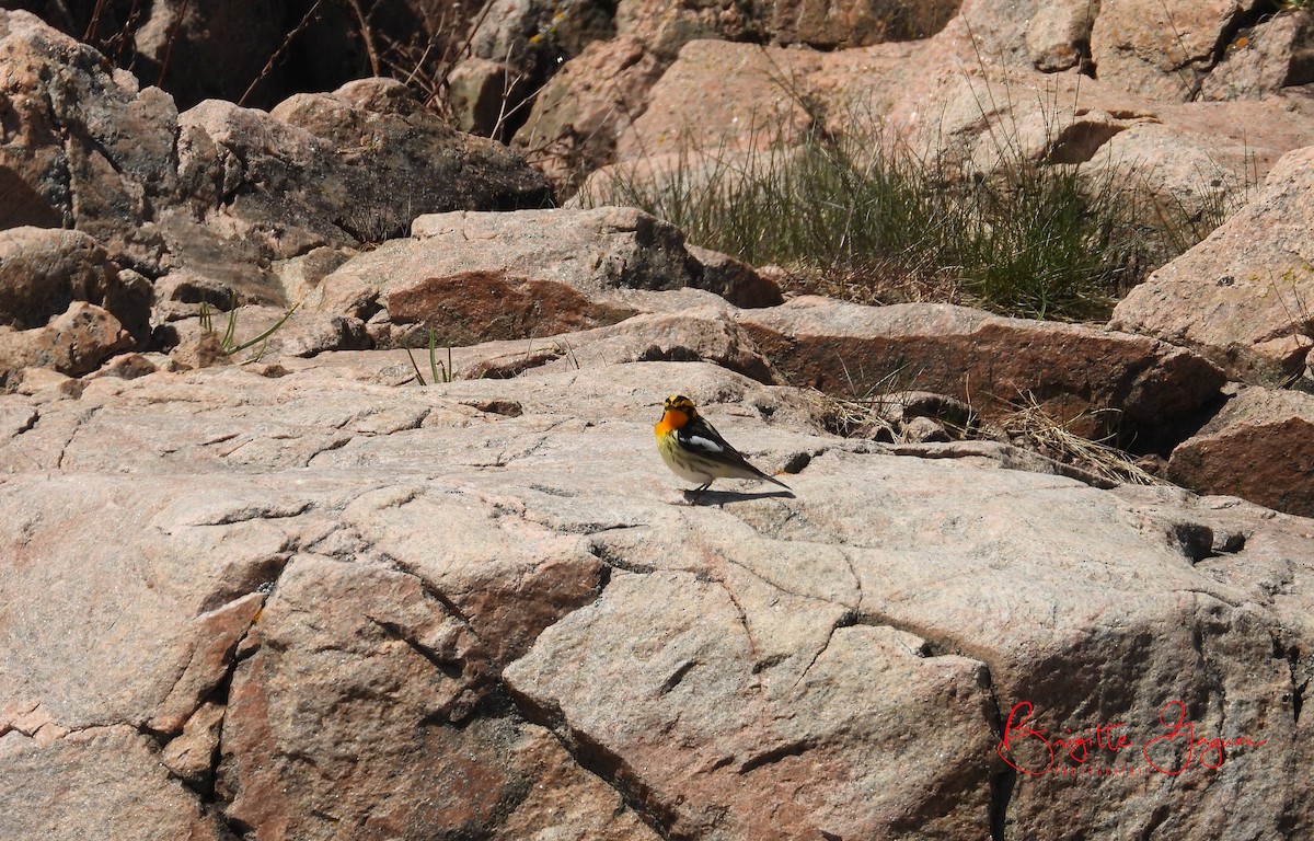 Blackburnian Warbler - ML161721661