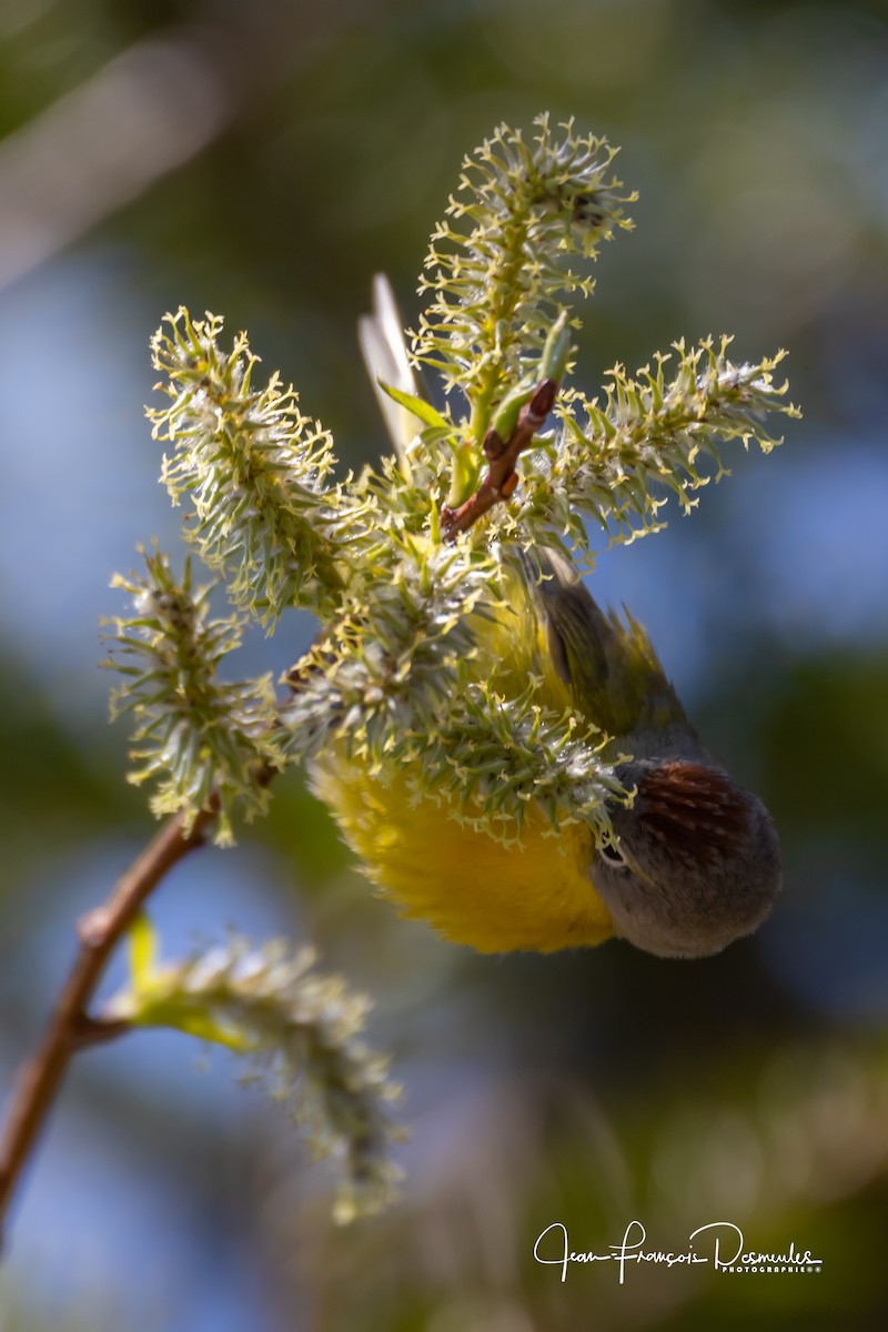 Nashville Warbler - ML161721681