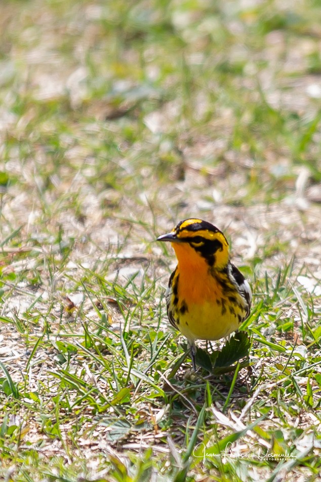 Blackburnian Warbler - ML161721731