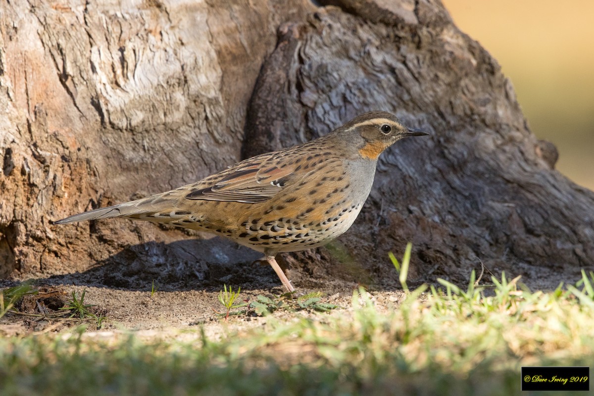 Spotted Quail-thrush - David Irving