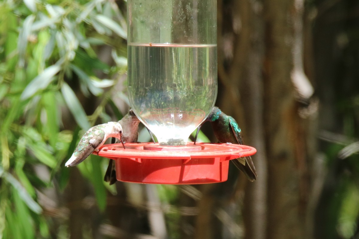 Broad-billed Hummingbird - Andrew E and Rebecca A Steinmann