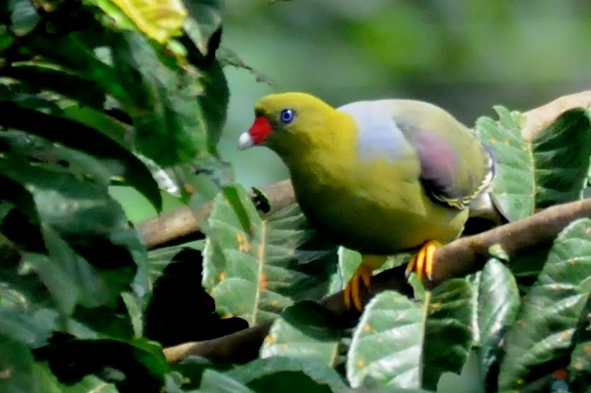 African Green-Pigeon - Bruce Mast