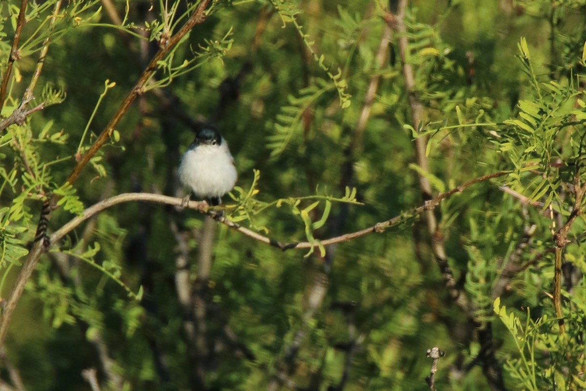 Black-tailed Gnatcatcher - ML161727501