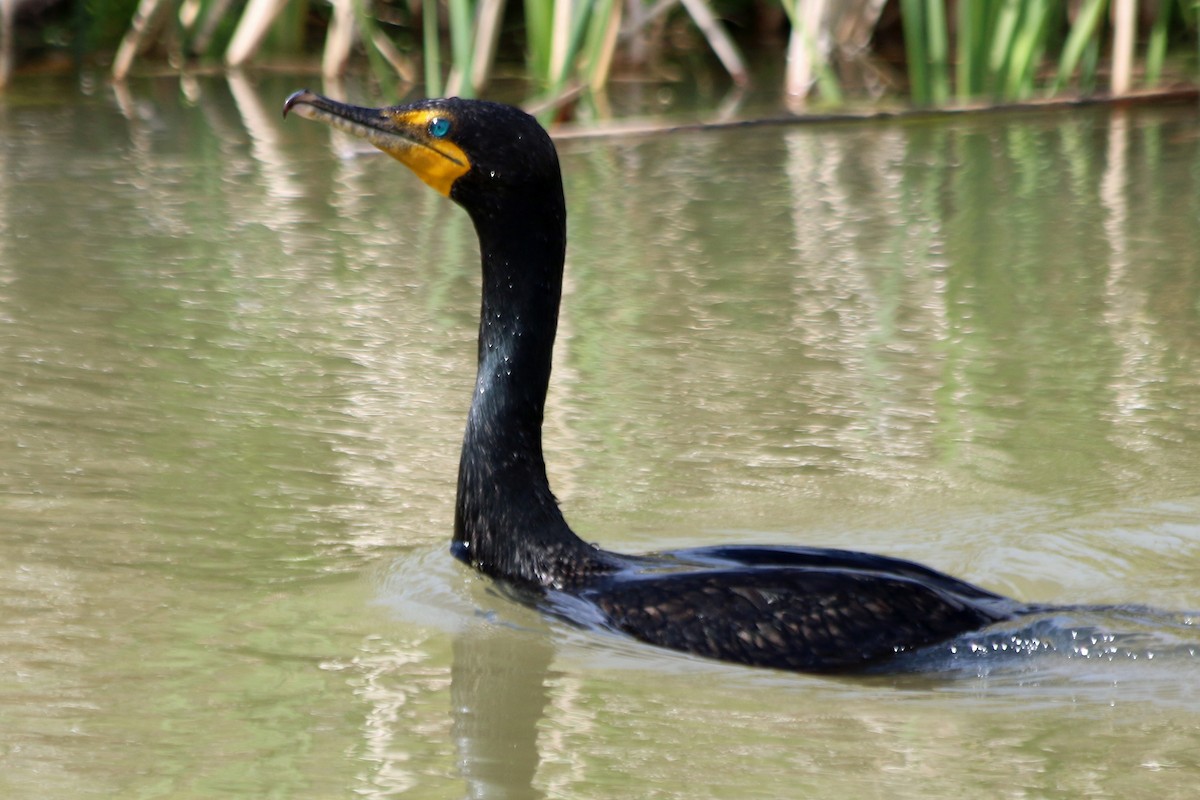 Double-crested Cormorant - ML161728711