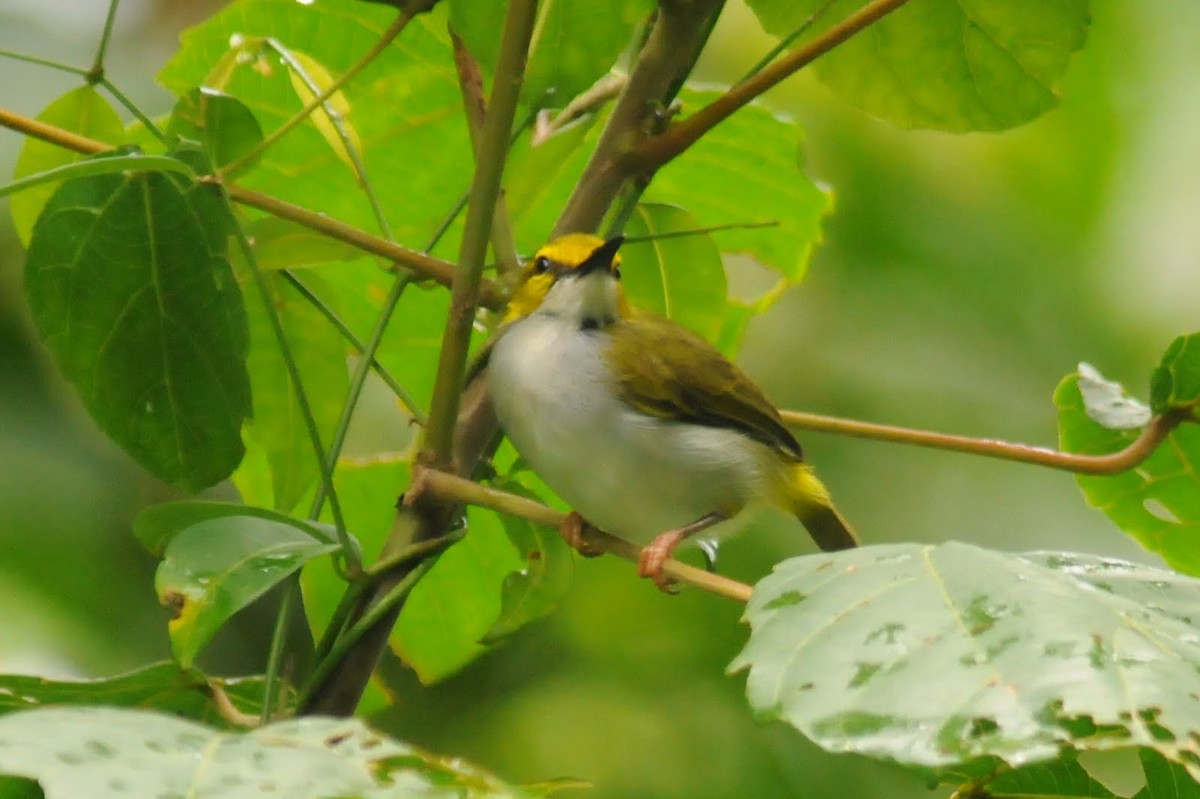 Yellow-browed Camaroptera - ML161728971