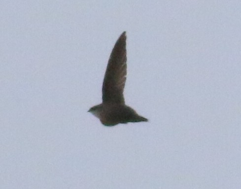 Chimney Swift - Nathan Pieplow