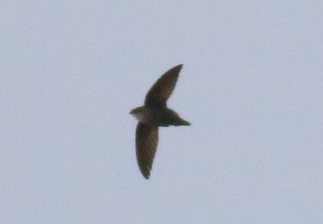 Chimney Swift - ML161730411