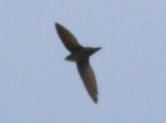 Chimney Swift - ML161730421