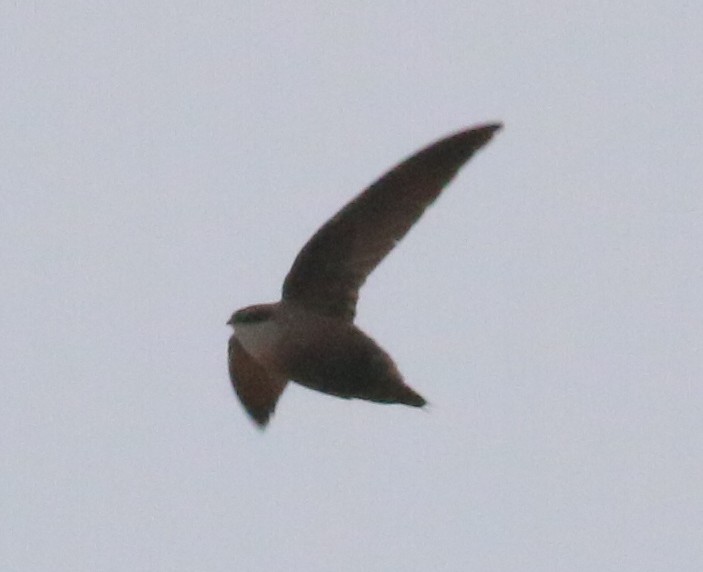 Chimney Swift - ML161730441