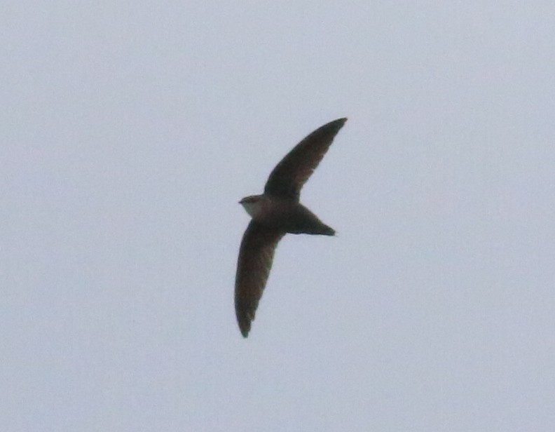 Chimney Swift - ML161730451