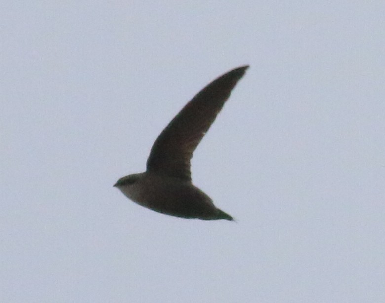 Chimney Swift - ML161730461