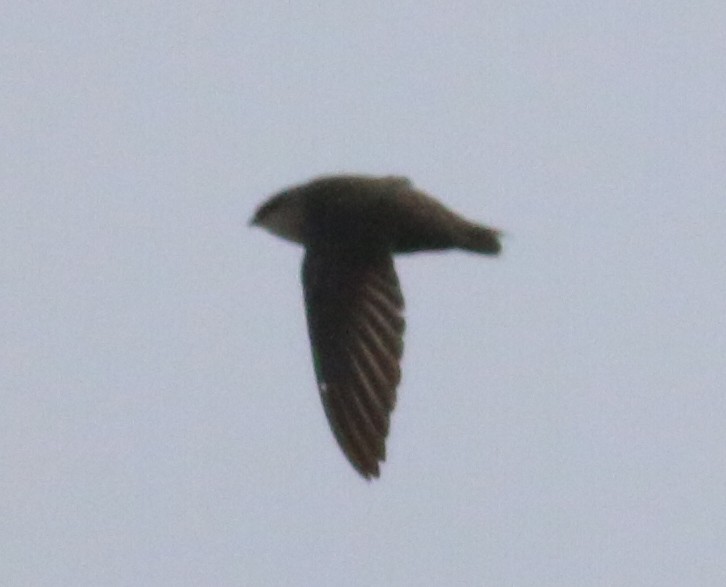 Chimney Swift - ML161730471