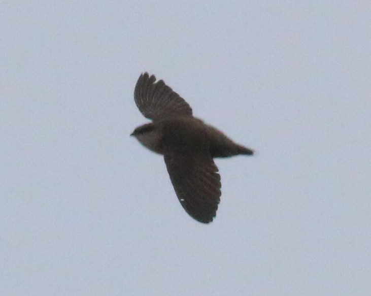 Chimney Swift - ML161730481