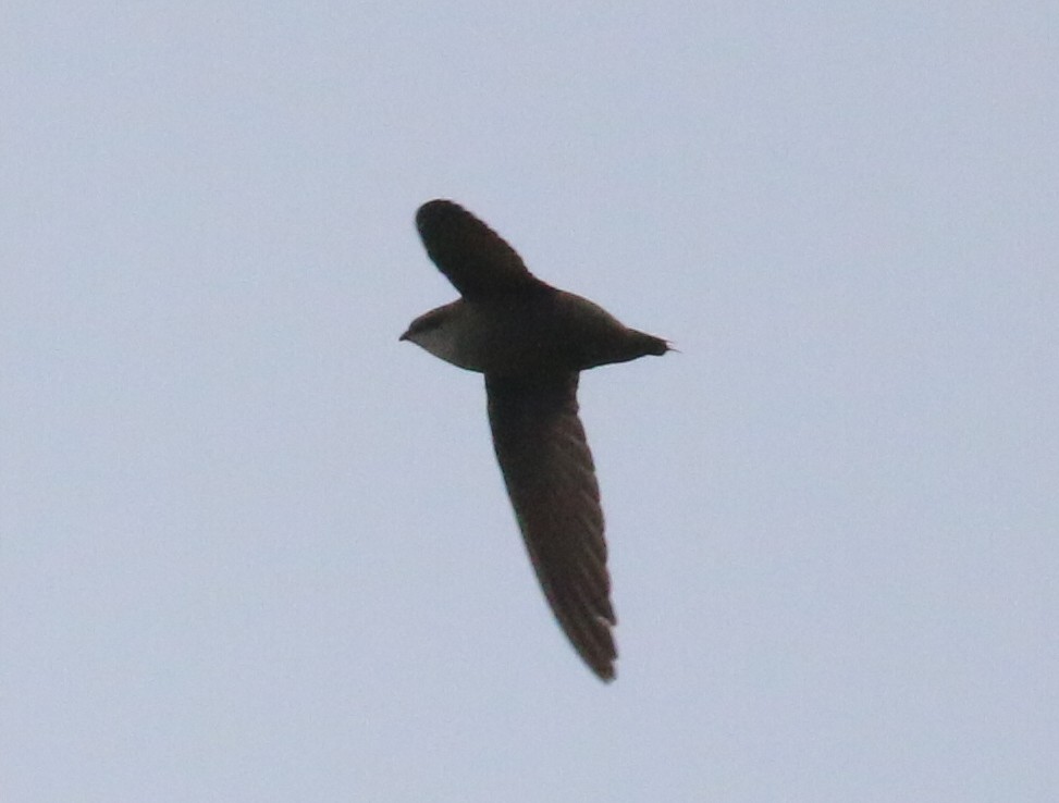 Chimney Swift - ML161730491