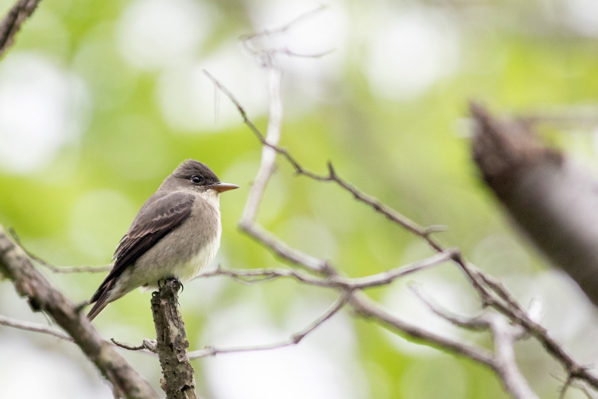 Olive-sided Flycatcher - Tony Dvorak