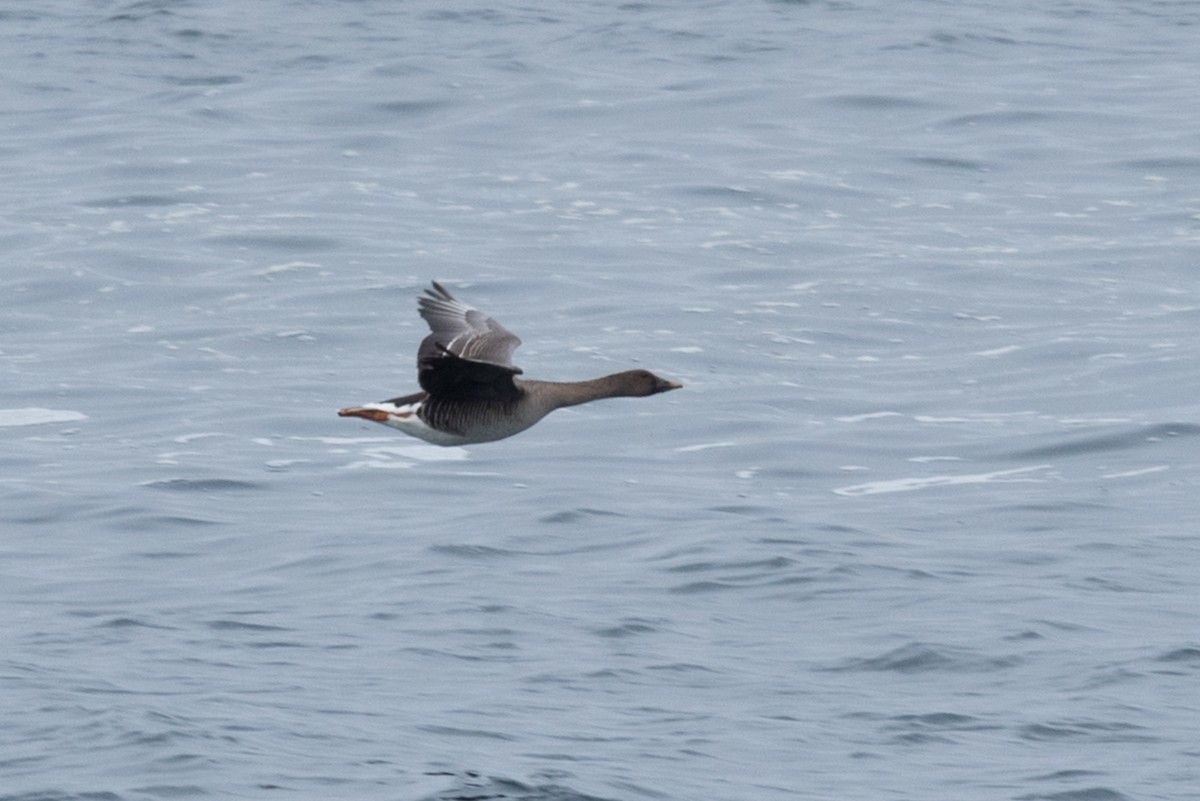 Tundra Bean-Goose - Aaron Lang