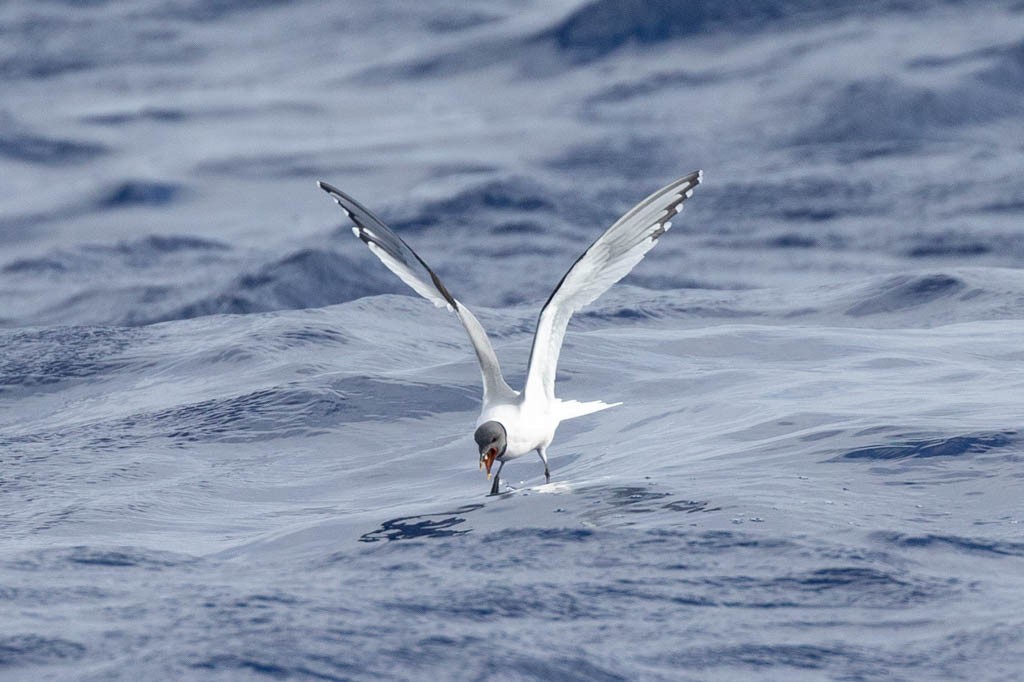 Sabine's Gull - ML161739171