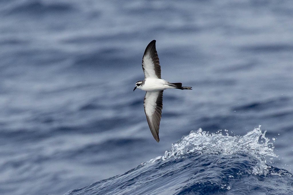 White-faced Storm-Petrel - Luis Rodrigues