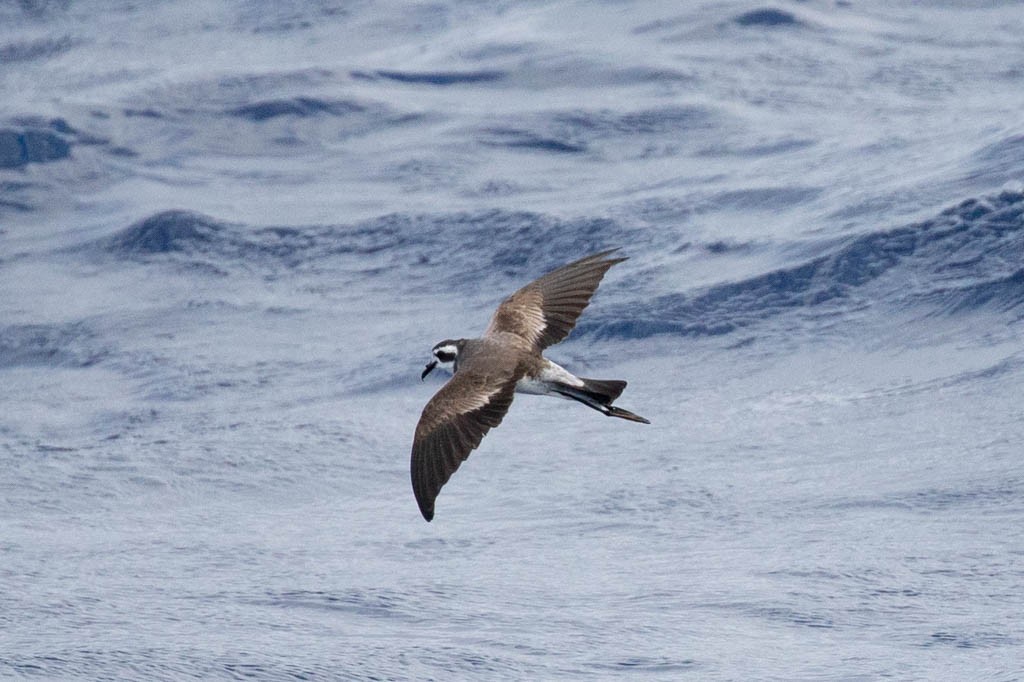 White-faced Storm-Petrel - ML161739251