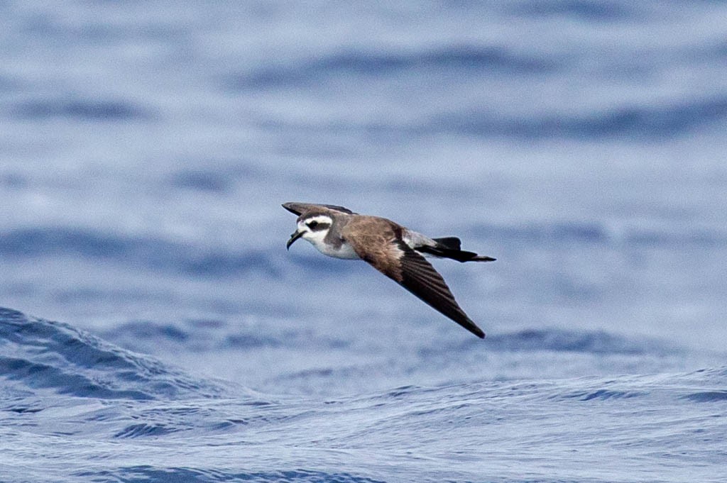 White-faced Storm-Petrel - ML161739261