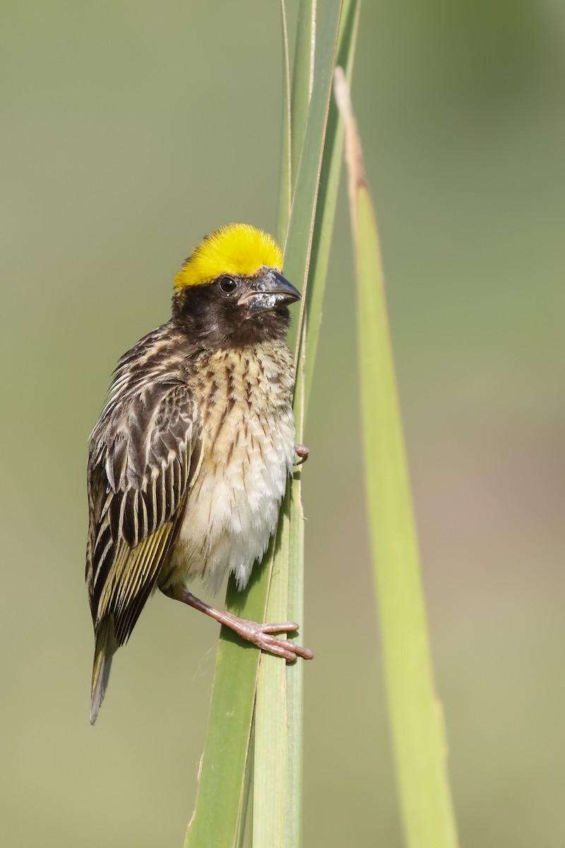 Streaked Weaver - ML161741411