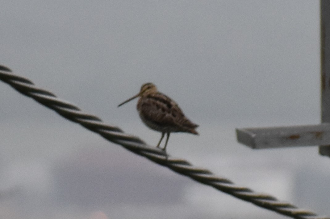 Latham's Snipe - ML161742031