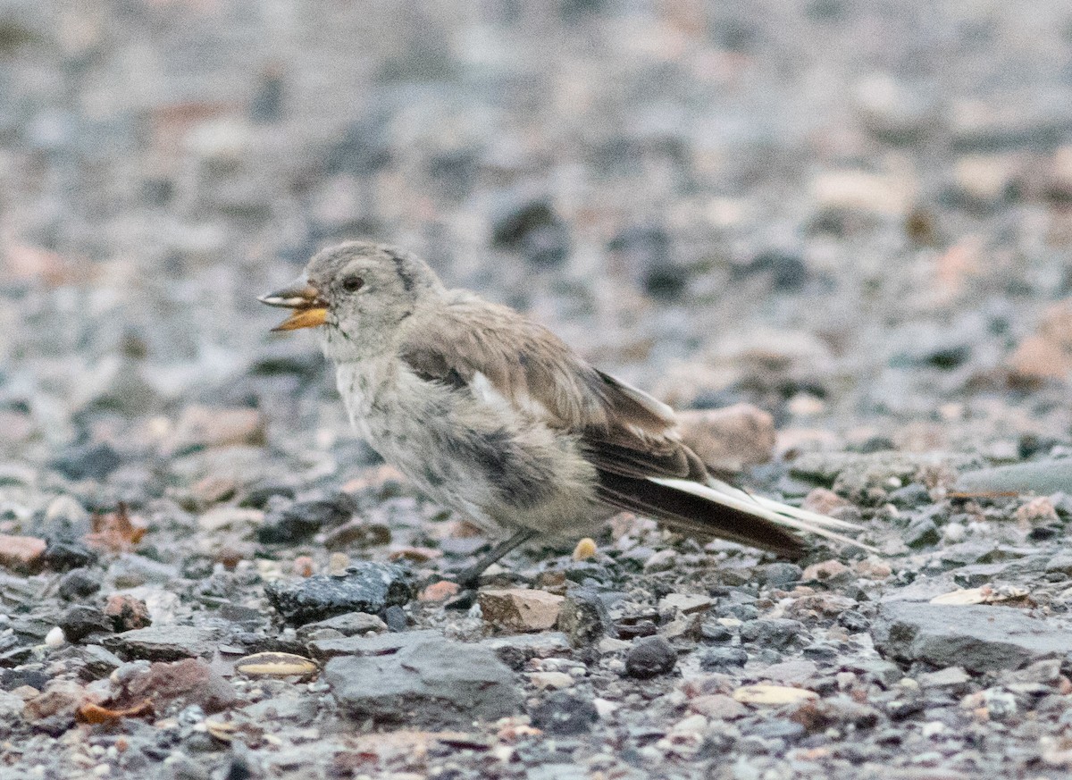 Black-winged Snowfinch - Fan Jun