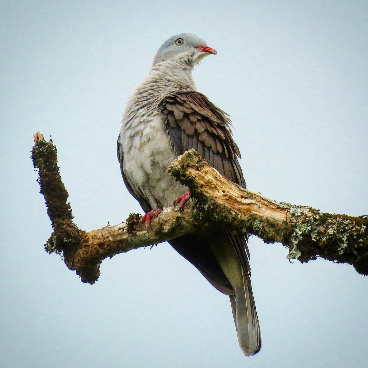 Mountain Imperial-Pigeon - ML161742291